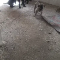 واگذاری طوله