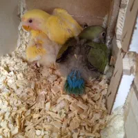 جوجه سرلاکی طوطی برزیلی
