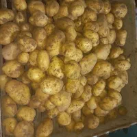 سیب زمینی راشیدا بهترین کیفیت بدون خاک و خرابی