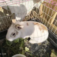 واگذاری رایگان سرپرستی خرگوش