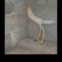 خروس لاری سفید