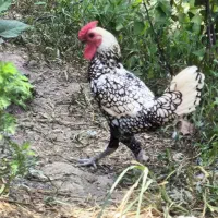خروس سیبرایت|حیوانات مزرعه|رشت, گلسار|دیوار