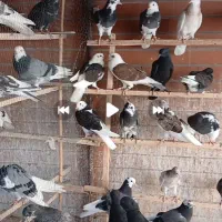 جوجه کبوتر