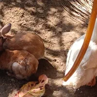 خرگوش مولد|موش و خرگوش|بندرعباس, |دیوار