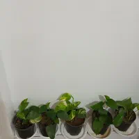 اجاق گاز وپرده وخردکن|اجاق گاز و لوازم برقی پخت‌وپز|مرودشت, ابوذر جنوبی|دیوار