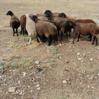 میش|حیوانات مزرعه|تهران, شهید بهشتی|دیوار