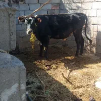 یک گاو نر|حیوانات مزرعه|فهرج, |دیوار