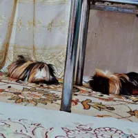 2عدد خوکچه هندی نر و ماده همراه با کلبه