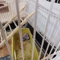 مرغ عشق رینبو انگلیسی با جوجه و تخم و رام|پرنده|شیراز, محراب|دیوار