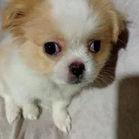 توله سگ|سگ|رضوانشهر, |دیوار