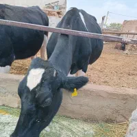 پخش شیر خام گاو