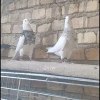 کفتر طوقی|پرنده|حمیدیا, |دیوار