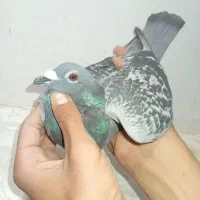 پلاکی نر