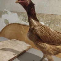 جوجه خروس لاری|حیوانات مزرعه|پیشوا, |دیوار