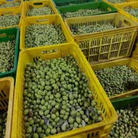 زیتون کنسروی|عمدهفروشی|قم, شهرک خودرو|دیوار