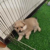 سگ پامر عروسکی|سگ|شاهین‌شهر, فردوسی|دیوار