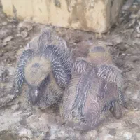 کبوتر رنگی|پرنده|بوشهر, |دیوار