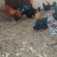مرغ و خروس محلی|حیوانات مزرعه|شیراز, کوشک میدان|دیوار