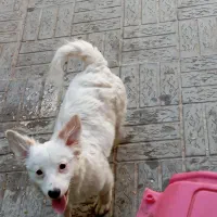 سگ پاکوتاه