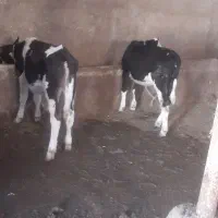 گوساله ماده سمینتال