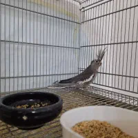 جفت عروس وایت فیس با جوجه|پرنده|قم, بلوار امین و ساحلی|دیوار