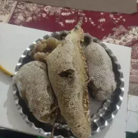 عسل کنار با شاخه|خوردنی و آشامیدنی|تهران, جیحون|دیوار