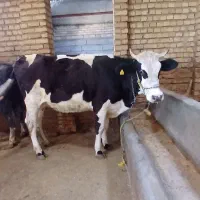 گاو‌تلیسه‌شکم‌دوم