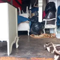 باربری وحمل اثاثیه میزل کارگرخالی به کل گیلان|خدمات حمل و نقل|رشت, حومه رشت|دیوار