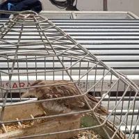 سره‌خاکی|پرنده|ساوه, |دیوار