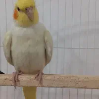 عروس هلندی لوتینو|پرنده|دهگلان, |دیوار