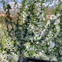 باغ ۱۰۰۰ متر در بهترین نقطه جابان دماوند باغستان|فروش زمین و ملک کلنگی|دماوند, دماوند|دیوار
