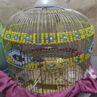 کولر و تلویزیون و دو عدد قفس و طرقه