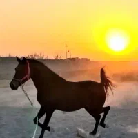 کره ماده ۴ ساله|اسب و تجهیزات اسب‌سواری|فلاورجان, |دیوار