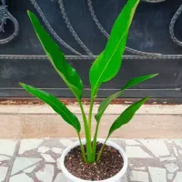 نخل مسافر گلدون پلاستیکی خورده شیک و پرطرفدار