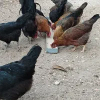 مرغ  تخمگذار وخروس جوان ایج