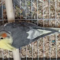 عروس هلندی و طوطی برزیلی