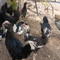 جوجه گلین