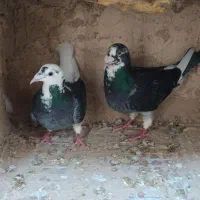 کبوتر اصیل