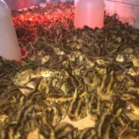 جوجه و تخم ،بلدرچین