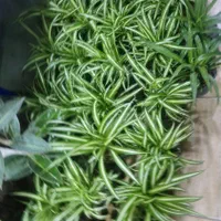 گل گندمی مناسب برای هدیه|گل و گیاه طبیعی|بیرجند, |دیوار