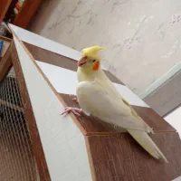 عروس هلندی ماده|پرنده|سیرجان, |دیوار