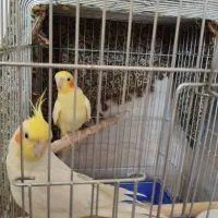 عروس هلندی لوتینو سخنگو|پرنده|ماهان, |دیوار