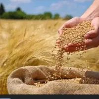 گندم اصلاح شده ریجاب
