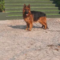 سگ ژرمن شیپرد