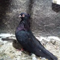 کبوترزاغ وطوقی