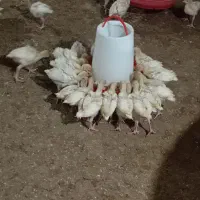 فروش جوجه بوقلمون بیوتی ۶ اصل