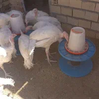 جوجه بوقلمون