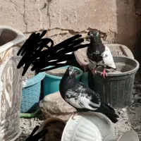 فروش یک جفت کفتر و معاوضه