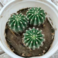 کاکتوس های زیبا خونگی حراج دونه ای 40|گل و گیاه طبیعی|ایذه, |دیوار