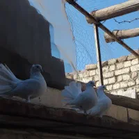 کبوتر دمچتری